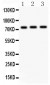 Anti-c-Myb Picoband Antibody
